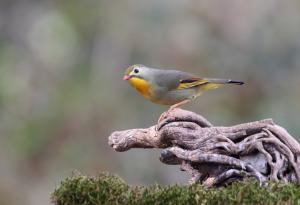 Притча за славея