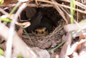 Свраките се страхуват от непознати предмети – една възможна естествена защита на птичите гнезда