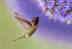 Колибрите не могат да ходят: 25 факта за света