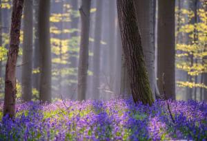 В Белгия има мистична гора, покрита със сини кабанки