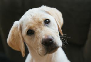 Какво всъщност се крие зад тези 6 странни неща, които прави кучето ви