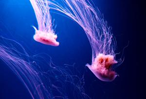 Вижте тази гигантска медуза с размерите на човек!