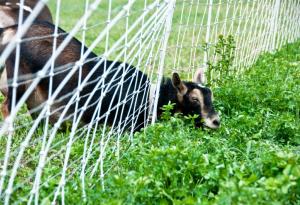 По-зелена ли е тревата от другата страна на оградата?