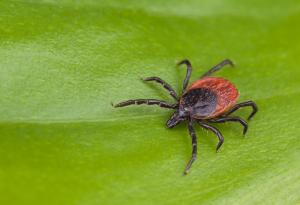 Нова ваксина против лаймска болест дава обещаващи резултати