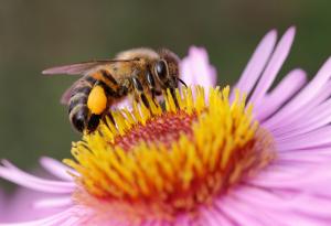 Луи Шварцберг: Скритата красота на опрашването