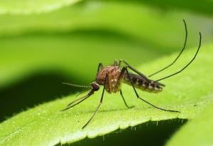 Учени създадоха ваксина срещу вируса Зика под формата на лепенка