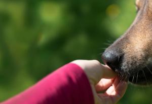 Изкуственият интелект може да помогне на хората да разберат езика на животните и да се свържат отново с природата