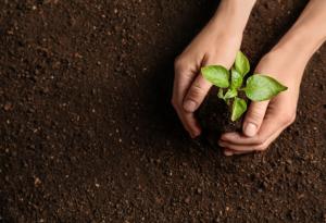 Учени създадоха почва, която ускорява развитието на растенията 