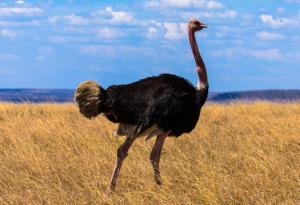 Древните щрауси и ему са можели да летят и да прекосяват океани