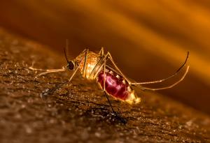 Актуално изследване разкрива кои миризми привличат и кои отблъскват комарите