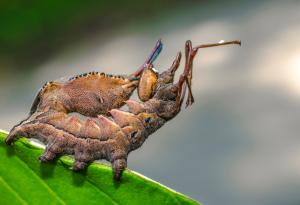 Гъсеница в отбрана