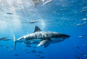 Ето каква е тайната на кожата на акулите