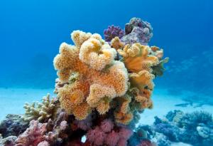 Над 70% от коралите по света могат да развият болести до 2100 г. заради глобалното затопляне