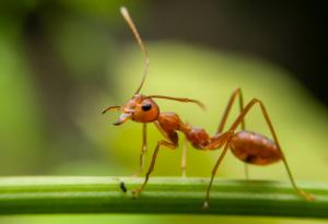На какво ни учат мравките за мозъка, рака и интернета