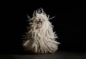 Пули – кучето с най-смешната прическа