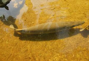 Кубински учени се опитват да спасят от изчезване риба, стара колкото динозаврите