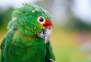 Най-дълголетната птица