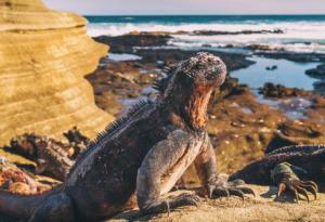 Феноменът Ел Ниньо е най-голямата заплаха за уязвимите видове на Галапагоските острови