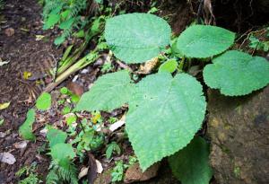 Австралийското жилещо дърво има подобна на паяците отрова, която причинява ужасна болка дни наред