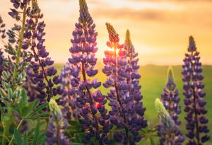 Готови ли сме да заменим соята с лупина?