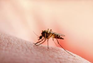 Постоянно ви хапят комари? Свързано е с начина, по който кожата ви мирише