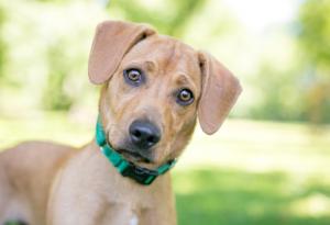 Кучетата знаят, когато ги лъжете