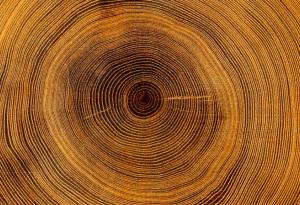 Пръстените на дървесните стволове разкриват мрачна аномалия, започнала през 20. век