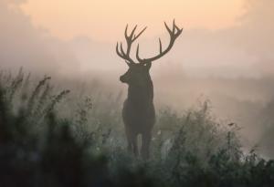 Нравът на кое животно живее във вас според зодията ви