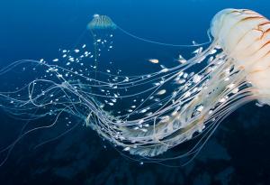 Медузите усещат океанските течения и активно плуват срещу тях