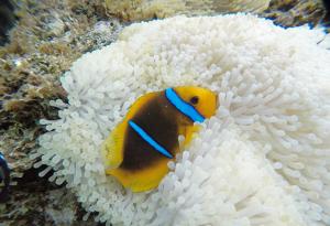 Как спят рибите?