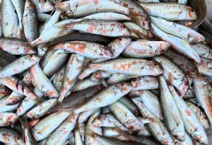 Консумацията на цели малки риби може да удължи продължителността на живота