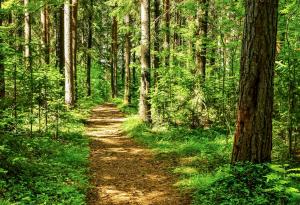 Ако днес не засадим дърво, ще има ли утре градове?