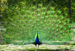 Най-красивата птица