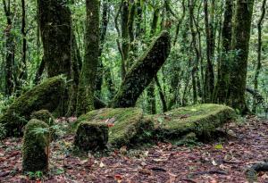 Свещените гори са застрашени от климатичните промени, замърсяването и урбанизацията 