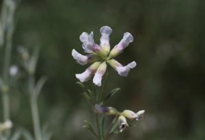 Обявена е нова защитена местност край Свиленград – „Сладун“