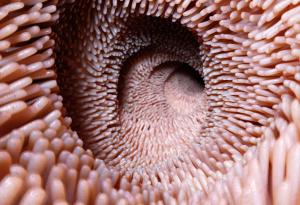 Изпражненията от млади донори обръщат процеса на свързания с възрастта упадък в червата