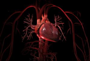 Продължителността на живота може да се определи по пулса