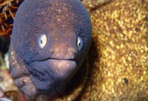 Мъж се опитва да излекува запек със змиорка в ануса си и едва не умира