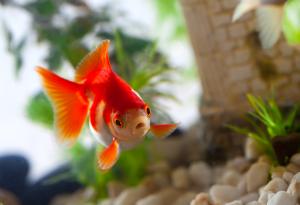 Виц: Искам бизнес, къща и кола