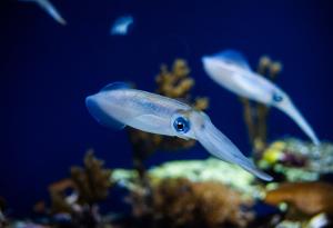 Учени разкриха как калмарите сменят цвета си