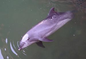 Бозайникът, който никога не спи