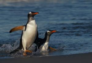 7 невероятни факта за някои от най-симпатичните животни