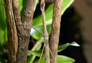 Шампион по маскиране