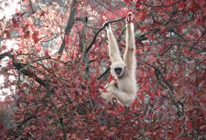 Най-бързата маймуна