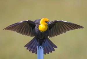 Трите съвета на мъдрата птица