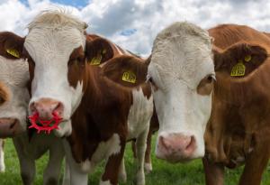 Бактерия, срещана в стомаха на кравите, може да разгражда пластмаса