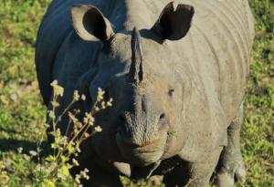 Започват да инжектират радиоактивни материали в рогата на носорози, за да спрат бракониерите