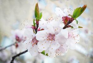 Черешата, измамила Сатаната