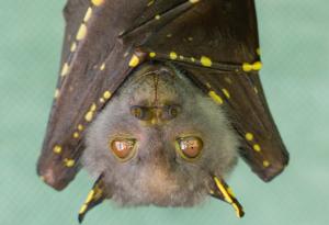 Най-древните известни скелети на прилепи хвърлят светлина върху еволюцията на летящите бозайници