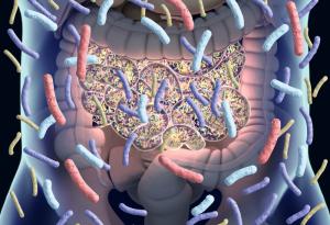 Кои чревни микроби са най-важни? Голямо изследване класира бактериите според връзката им със здравето и храненето